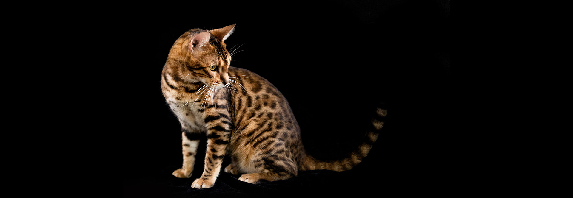 有Anray，就安心