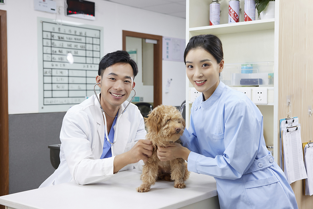 📄 Pet Medical Insurance